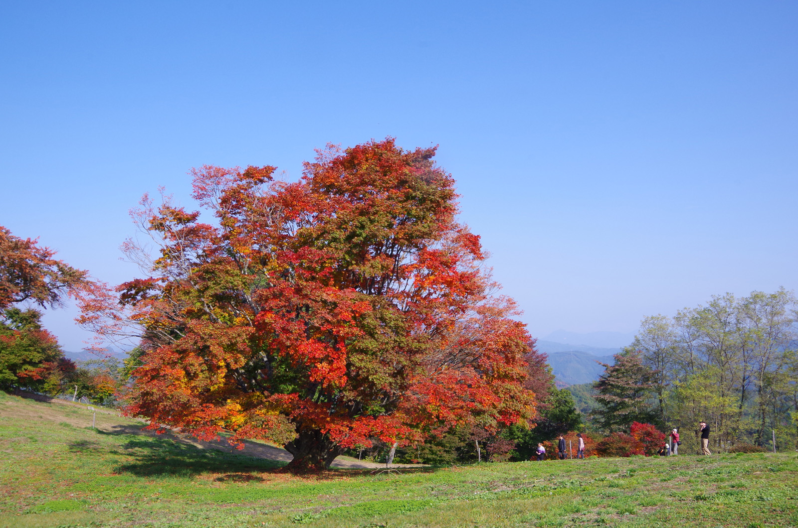 Seven-colored Giant Maple
